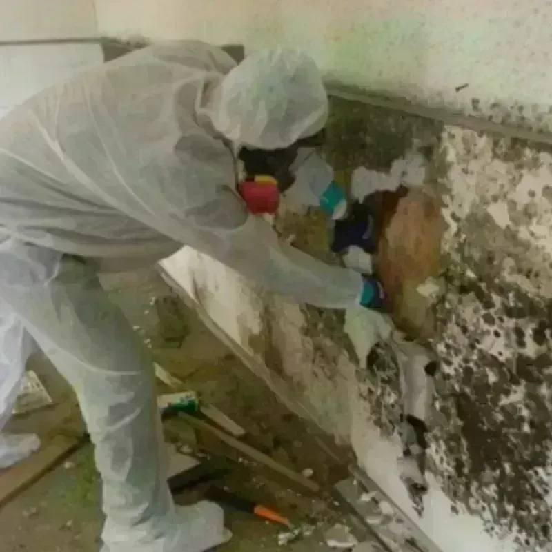 Mold Remediation and Removal in Metuchen, NJ